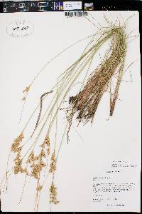 Juncus interior image