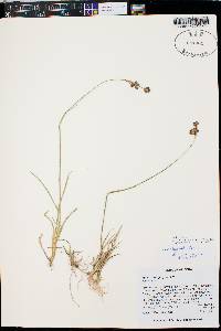 Juncus longistylis image