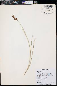 Juncus longistylis image