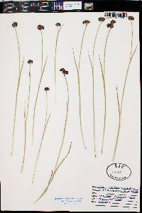 Juncus mertensianus image