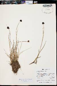 Juncus mertensianus image