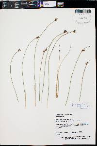 Juncus parryi image