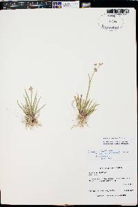 Juncus ensifolius var. montanus image