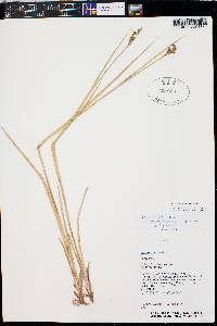 Juncus ensifolius var. montanus image