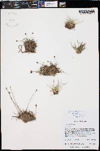 Juncus triglumis image