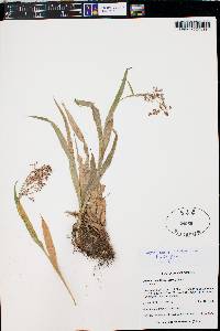 Luzula parviflora image