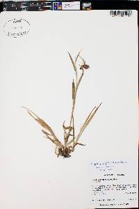 Luzula parviflora image