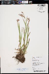 Luzula parviflora image