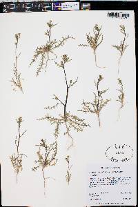 Mentzelia albicaulis image