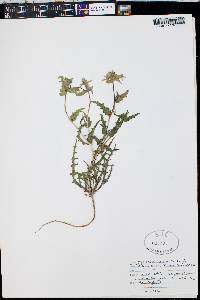 Mentzelia albicaulis image