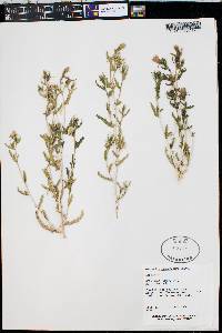 Mentzelia pterosperma image