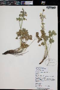 Aquilegia coerulea image