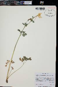 Aquilegia coerulea var. ochroleuca image