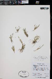 Myosurus apetalus var. montanus image