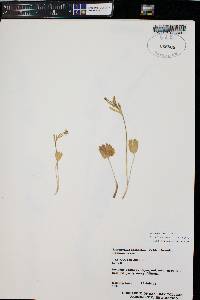 Ranunculus eschscholtzii image