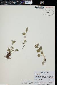 Ranunculus macauleyi image