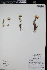 Ranunculus macauleyi image