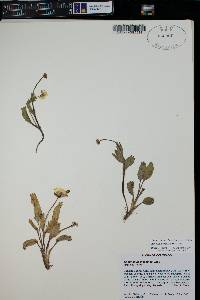 Ranunculus macauleyi image