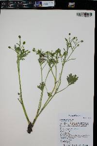 Ranunculus sceleratus image