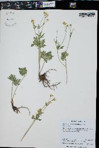 Ranunculus uncinatus image