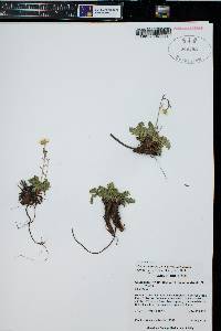 Geum rossii image