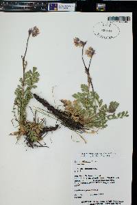 Geum triflorum image