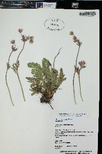 Geum triflorum image