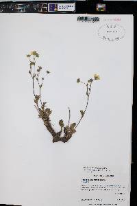 Potentilla diversifolia image