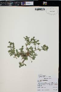 Potentilla pensylvanica image