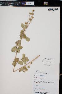 Potentilla pensylvanica image