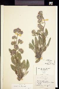 Phacelia hastata image