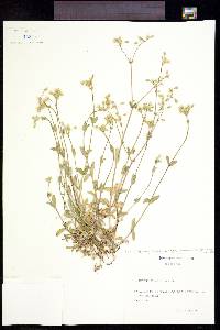 Cerastium fontanum subsp. vulgare image