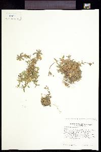 Cerastium fontanum subsp. vulgare image