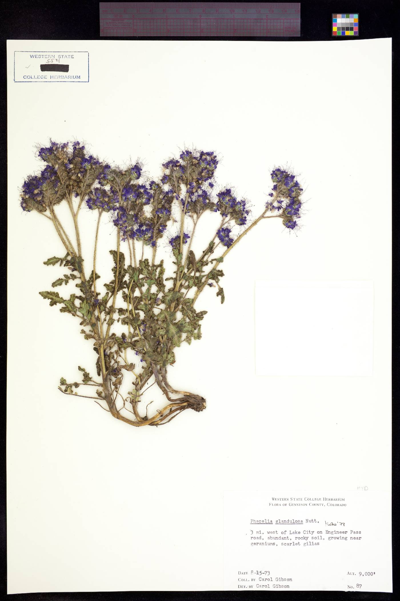 Phacelia glandulosa image