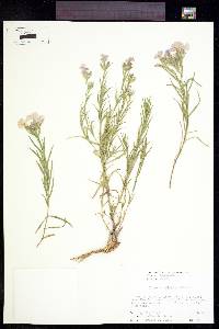 Phlox cuspidata image