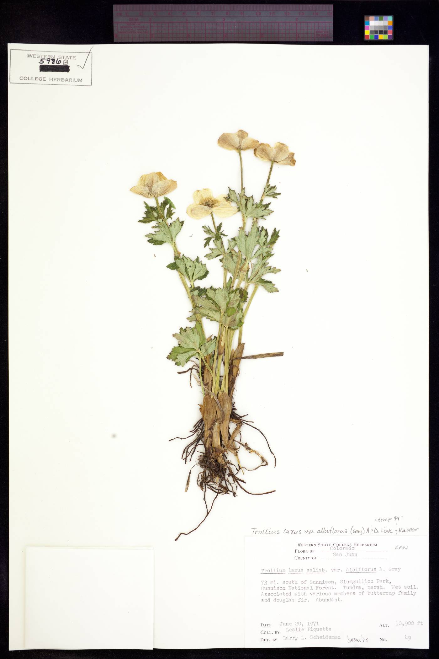 Trollius laxus image