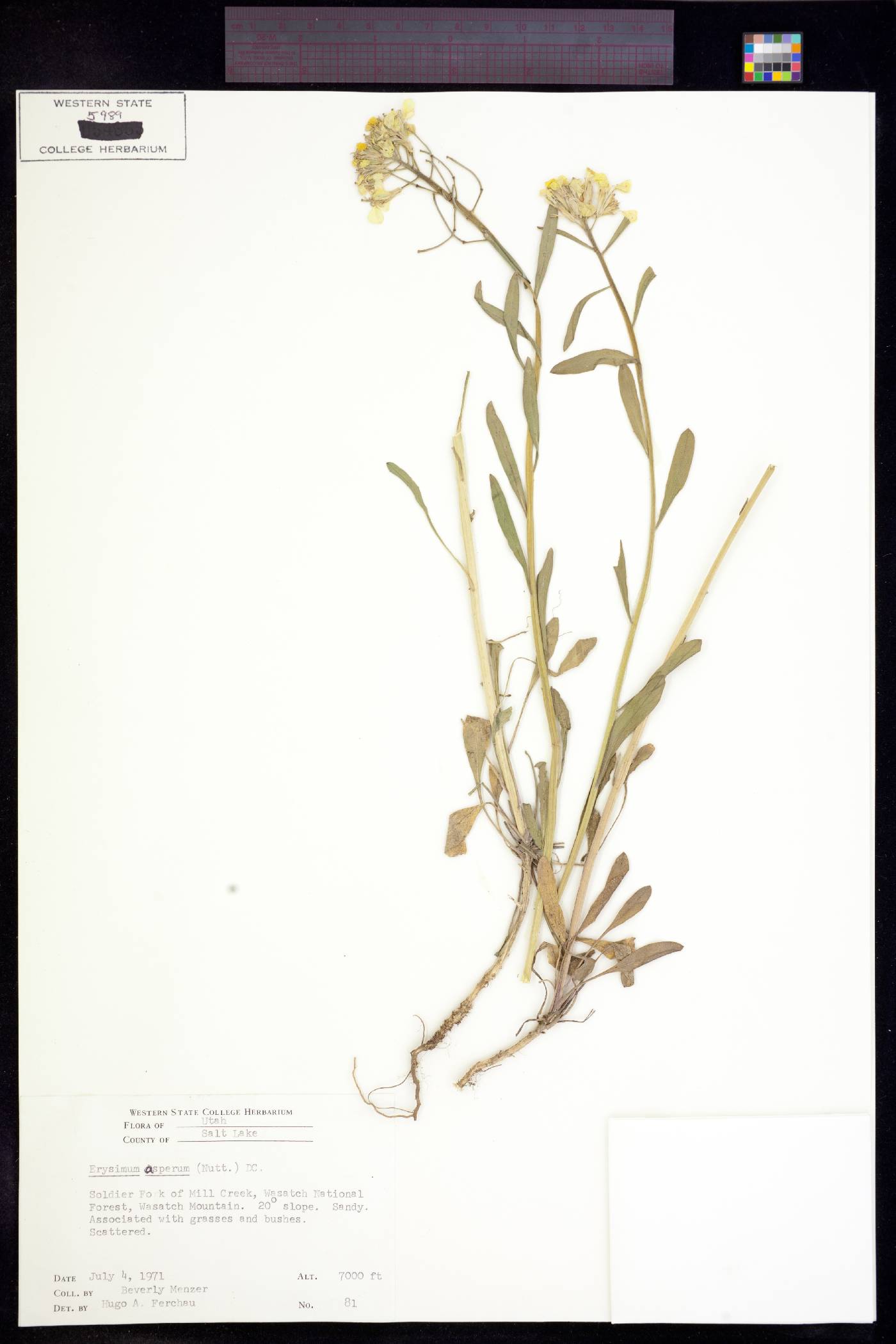 Erysimum asperum image