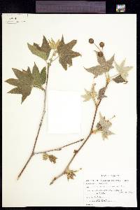 Platanus wrightii image