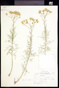 Senecio flaccidus image