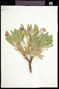 Oenothera cespitosa subsp. marginata image