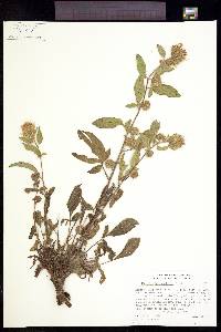 Phacelia heterophylla image