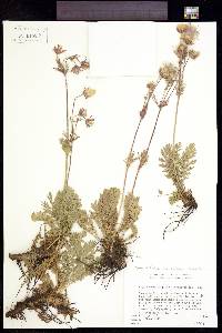 Geum triflorum image