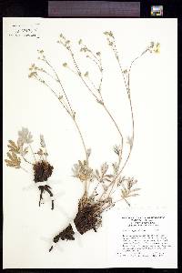 Potentilla hippiana image