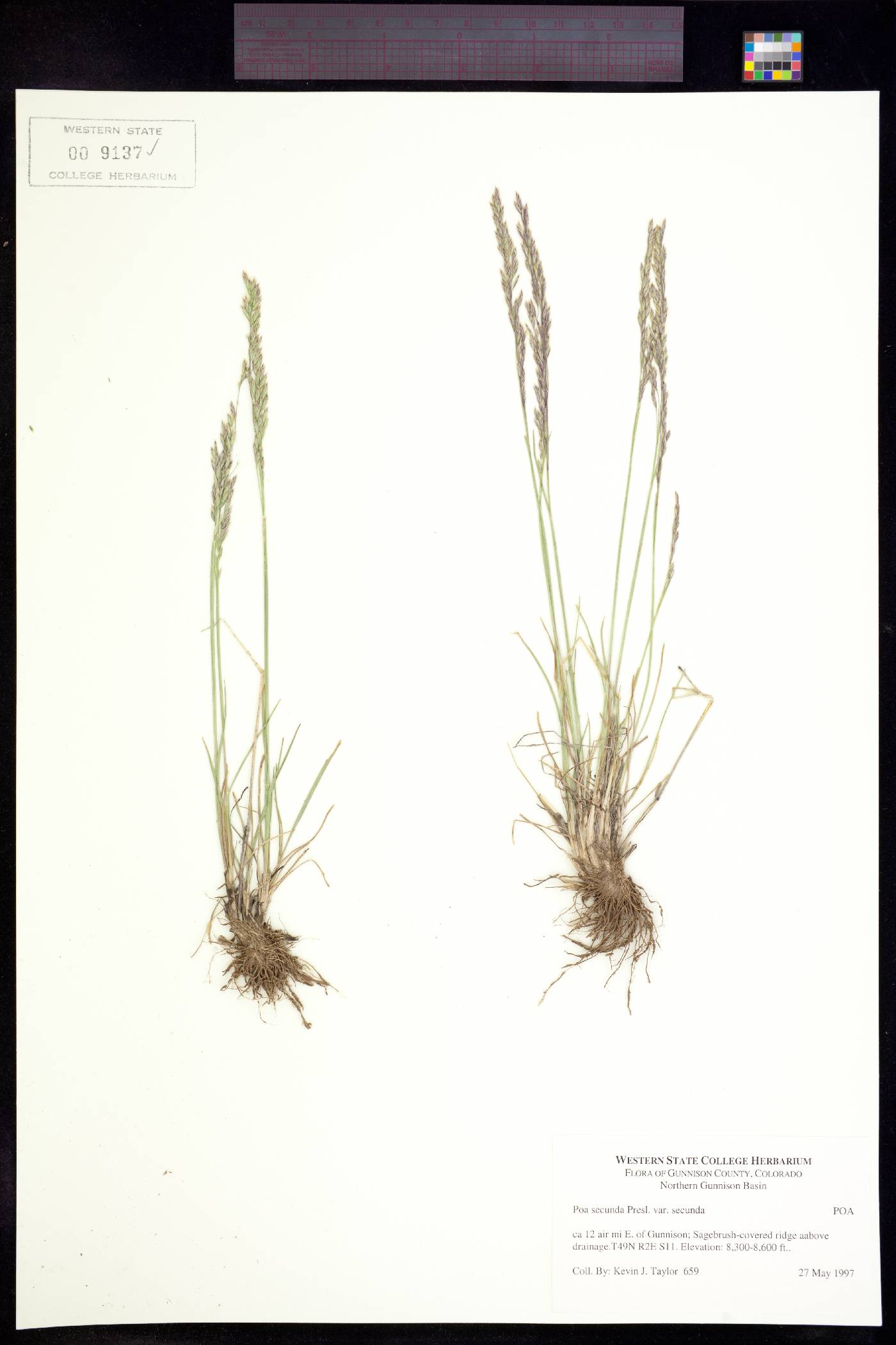 Poa secunda var. secunda image