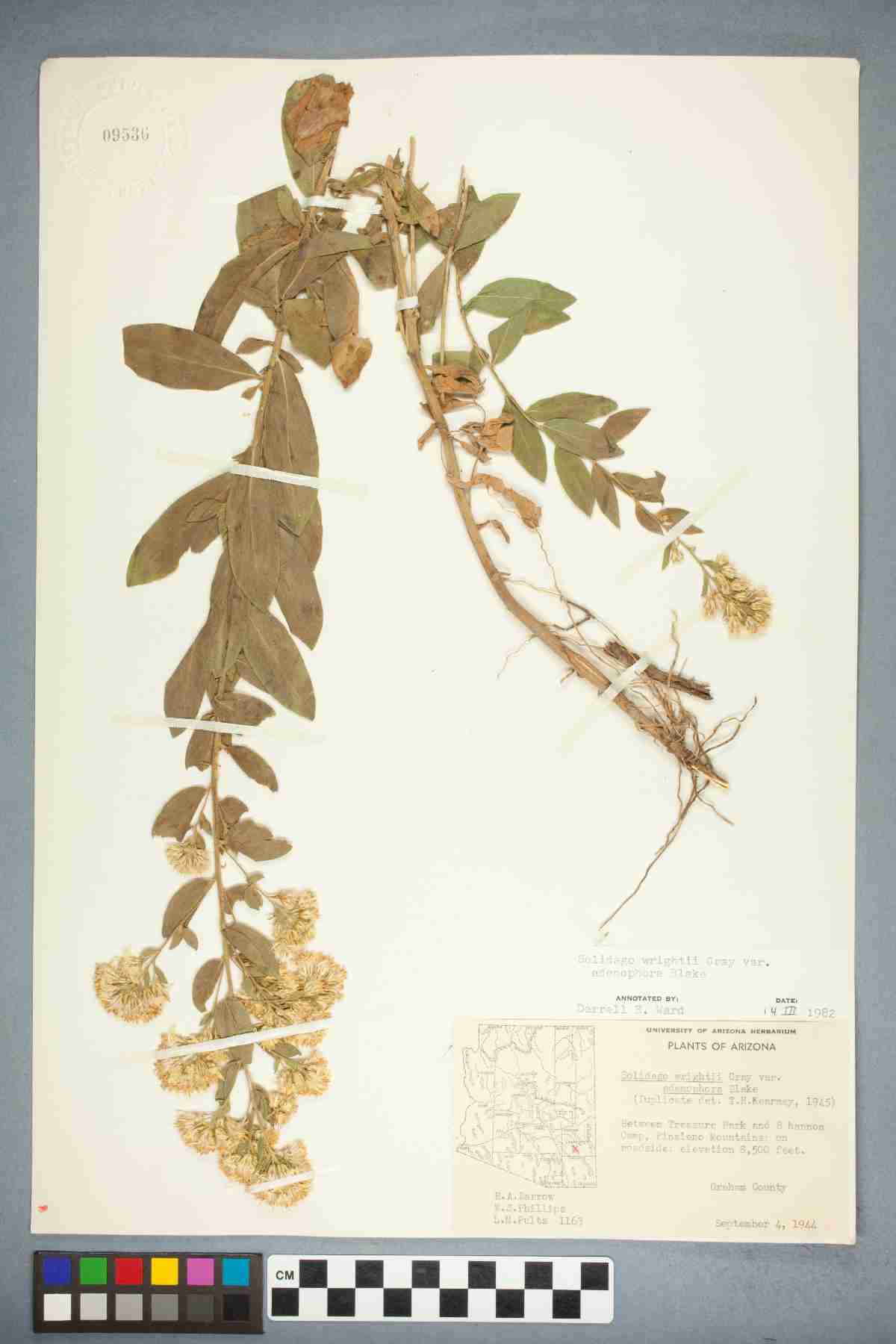 Solidago wrightii var. adenophora image