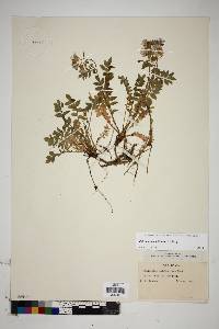 Polemonium pulcherrimum image