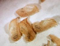 Sphaeralcea hastulata image