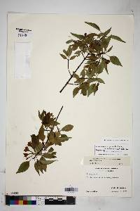 Chiococca grandiflora image