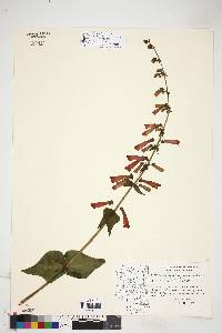 Penstemon eatonii subsp. undosus image