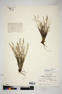 Calamagrostis brevifolia image